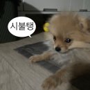 대영목장 | [제주한달살기] ep.10 제주 스냅사진 명소