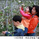 충청 농업소식▒보은 황토사과 꽃나들이 축제에 여러분을 초대합니다 이미지