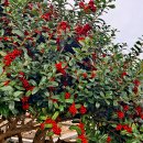 선학농장 이미지