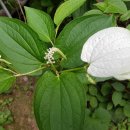삼백초 이미지