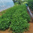 석문농장 이미지