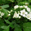 나무뿌리한의원 이미지