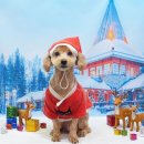 강아지풍경 이미지