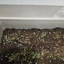 중앙종묘농약사 | 키우기 실패… 결국 모종으로 다시 시작한 현실 후기” #덕산박철수교수 #박철수교수 #내돈내산...