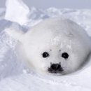 복터진 강아지 이미지