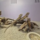 장안녹십자 | 수원 파충류카페 입장료없는 파장동 포레스트리움 귀뚜라미 낱개구매 내돈내산