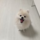 도그 포레스트 네이버블로그
