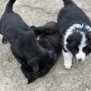 일명농장 이미지