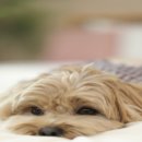 24시 와이즈 동물메디컬센터 이미지