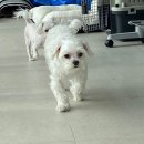 펫글뷰티 이미지