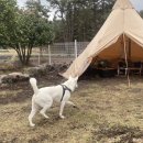 퍼피월드제주 이미지