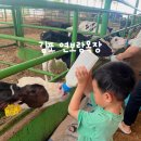 가야목장 | 김포 연보람목장 체험 후기: 송아지 우유주기·피자 만들기·젖소 젖짜기 꿀팁까지!