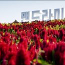 섬 맨드라미 축제 이미지