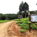 두동편백 이미지