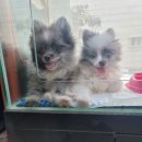 똥깡아지애견샵 이미지