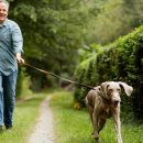 출출한강아지 이미지