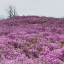 22.4.10 밀양 진달래 산행. 팔봉산,종남산,덕대산,앞산 이미지