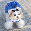 맘마미아 독 이미지