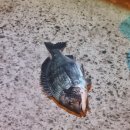 곤리도감민박 | [통영 곤리도 낚시] 작년가을 2박3일 낚시 여행기🎣 대박사건!!!