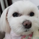 땅콩애견놀이터 이미지