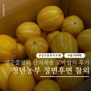 성주꿀참외 당일택배 맛집 정면후면 농가 산지직송 후기 (꼬마참외 중소과)