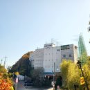 다일락스포렉스 이미지