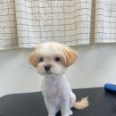 다녀오개습니다 네이버블로그