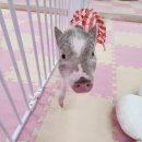 피그월드 이미지