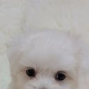 이소퍼피-별내점 이미지