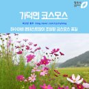 남일초교 병설유치원 | 가덕 코스모스 꽃길에서 열리는 허수아비 콘테스트