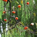 감나무집.홍시 이미지