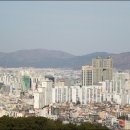 솔잎향기 이미지