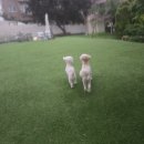 전원애견 | 공항 근처 애견호텔 후기 전원주택에서 펫시팅 잘 했어요