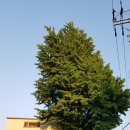 종점숯불갈비 이미지