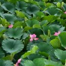 경주 로투스 28 이미지