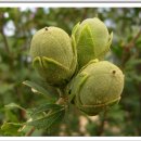 부산수목전시원 이미지