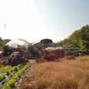 채수면 농장 이미지