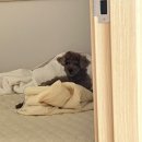 지에스25 금촌감사점 네이버블로그