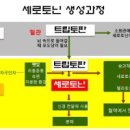 세로토닌