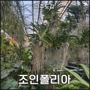 아라농원 | 파주 식물원 조인폴리아 크리스마스 연말 할인 구매후기 분갈이