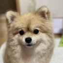 러비퍼피 | 강아지 천연 비누🧼 &#34;러비퍼피&#34; 체험 후기:)