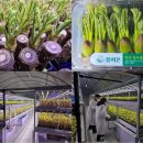 농업회사법인 (주)해우리팜1농장 | 농업회사법인(주)봄이온 한광석 대표, 두릅 재배기술 연구와 스마트팜 구축 통한 고부가가치 창출