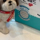 꿈이랑펫 이미지