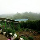 미녀네농장 이미지