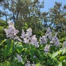 퍼플섬에서 만난 오동나무 꽃 이미지