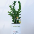 라엘 치과기공소 이미지