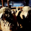 대명목장 이미지