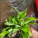 질경이농장2 이미지