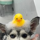 올어바웃도그 이미지