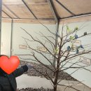 해송농장 | 안성팜랜드 핑크뮬리 코스모스 시기 할인 위치꿀팁